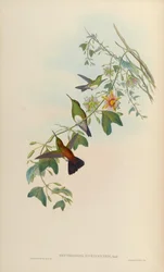 Amazilia edward niveiventris